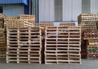 Bao lâu nên khử trùng pallet gỗ một lần
