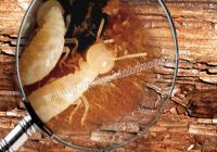 Nguyên nhân pallet gỗ hay bị mối mọt tấn công