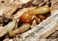 Tìm hiểu biện pháp hạn chế nấm mốc phát triển trên pallet gỗ